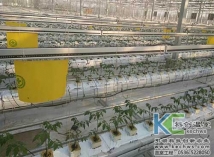 椰糠基质栽培