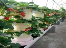 阳台立柱草莓