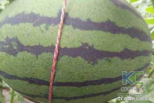 无土栽培，无土栽培技术，无土栽培设备