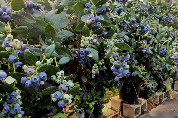 无土栽培，无土栽培技术，无土栽培设备