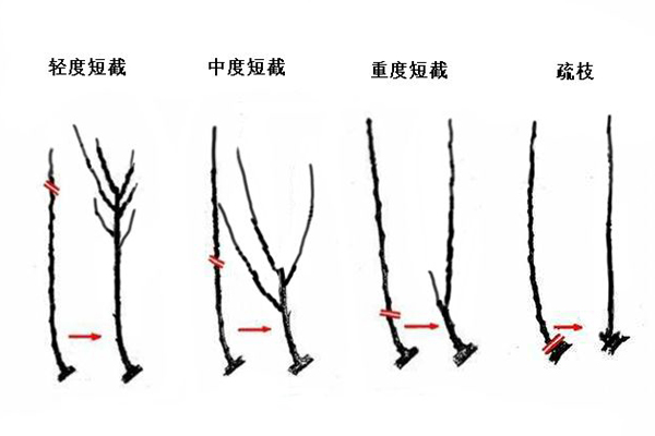 无土栽培，无土栽培技术，无土栽培设备
