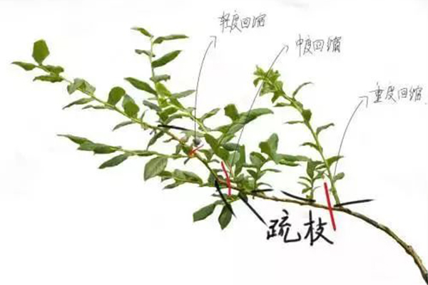 无土栽培，无土栽培技术，无土栽培设备