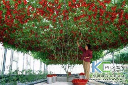 无土栽培,蔬菜,蔬菜树