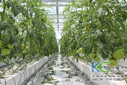 无土栽培,无土栽培基质,基质栽培