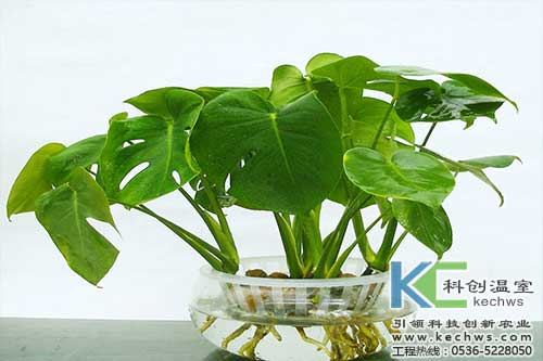 无土栽培，无土栽培技术，无土栽培设备