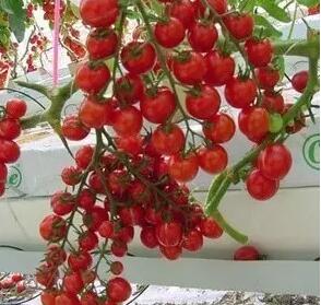 无土栽培，无土栽培技术，无土栽培设备