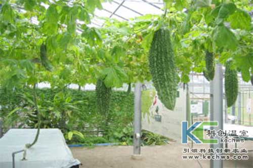 无土栽培，无土栽培技术，无土栽培设备