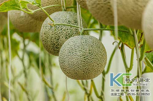 无土栽培，无土栽培技术，无土栽培设备