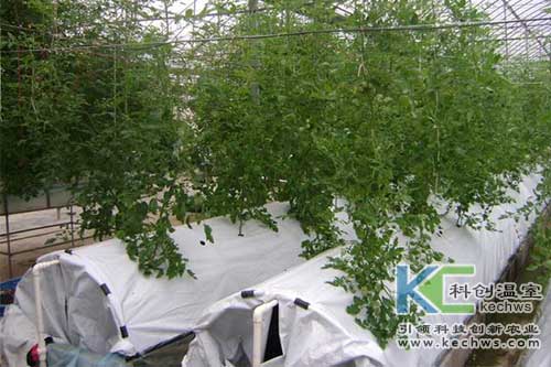 无土栽培，无土栽培技术，无土栽培设备