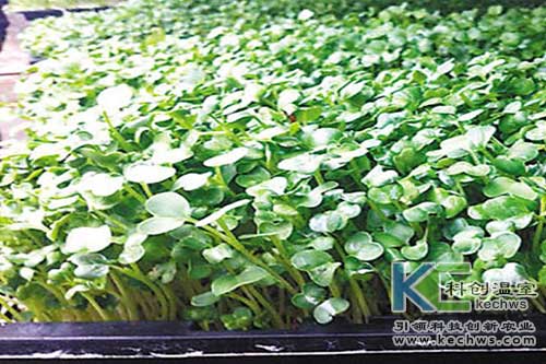 无土栽培,基质栽培,无土栽培技术