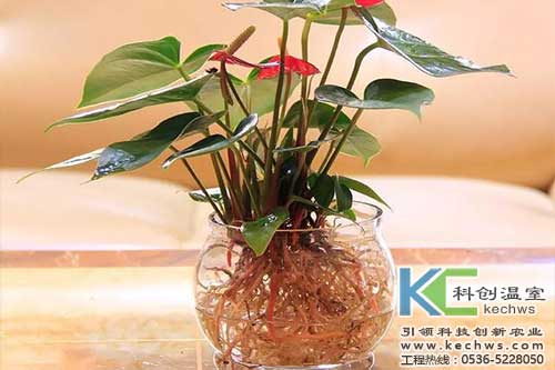 无土栽培，无土栽培技术，无土栽培设备