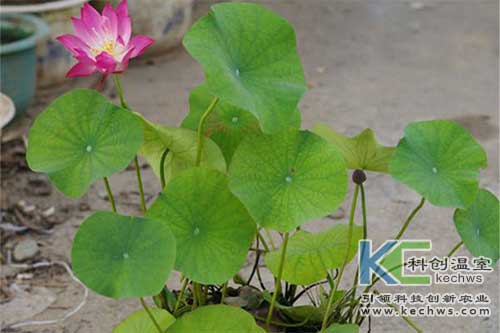 无土栽培,碗莲,无土栽培管理