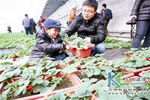 无土栽培，无土栽培技术，无土栽培设备