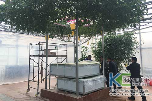 无土栽培,番茄