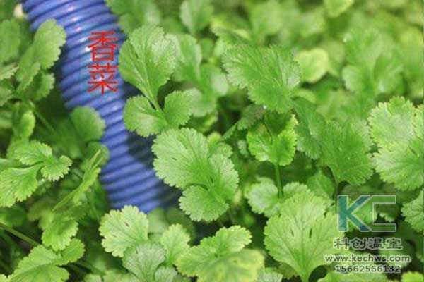 无土栽培，无土栽培技术，无土栽培设备