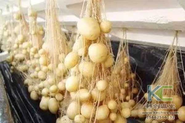 无土栽培，无土栽培技术，无土栽培设备