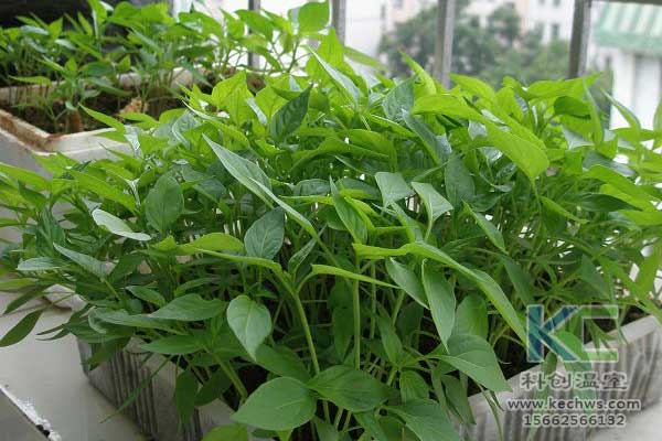 无土栽培，无土栽培技术，无土栽培设备