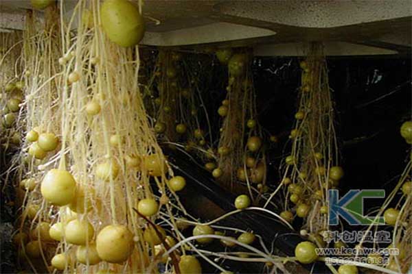无土栽培，无土栽培技术，无土栽培设备