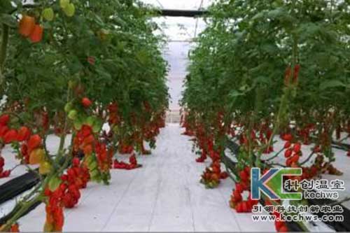 无土栽培,无土栽培技术,樱桃番茄