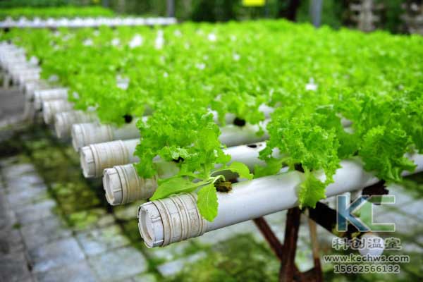 无土栽培，无土栽培技术，无土栽培设备，蔬菜栽培