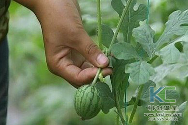 无土栽培蔬菜，无土栽培技术，无土栽培设备，温室大棚