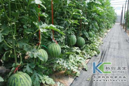 无土栽培,西瓜,无土栽培技术