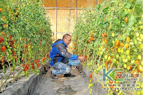 无土栽培,西红柿,简易无土栽培