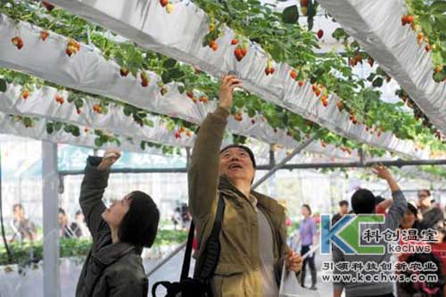 无土栽培,无土栽培技术,市场定位