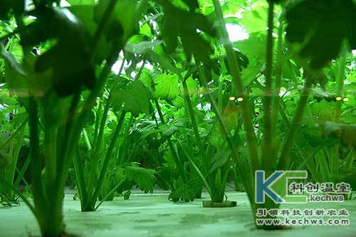 无土栽培，无土栽培技术，无土栽培设备