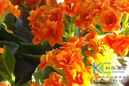 无土栽培,长寿花,无土栽培技术
