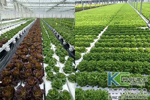 山西,植物工厂,无土栽培