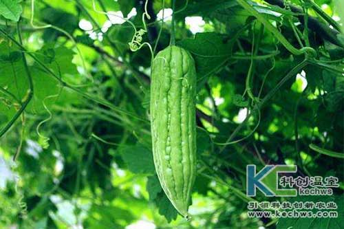 无土栽培，无土栽培技术，无土栽培设备