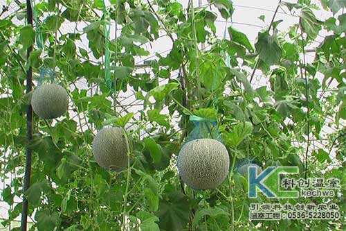 无土栽培，无土栽培技术，无土栽培设备