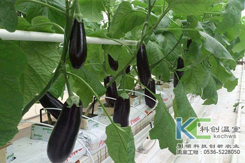 无土栽培，无土栽培技术，无土栽培设备