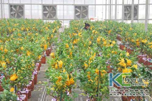 无土栽培，无土栽培技术，无土栽培设备