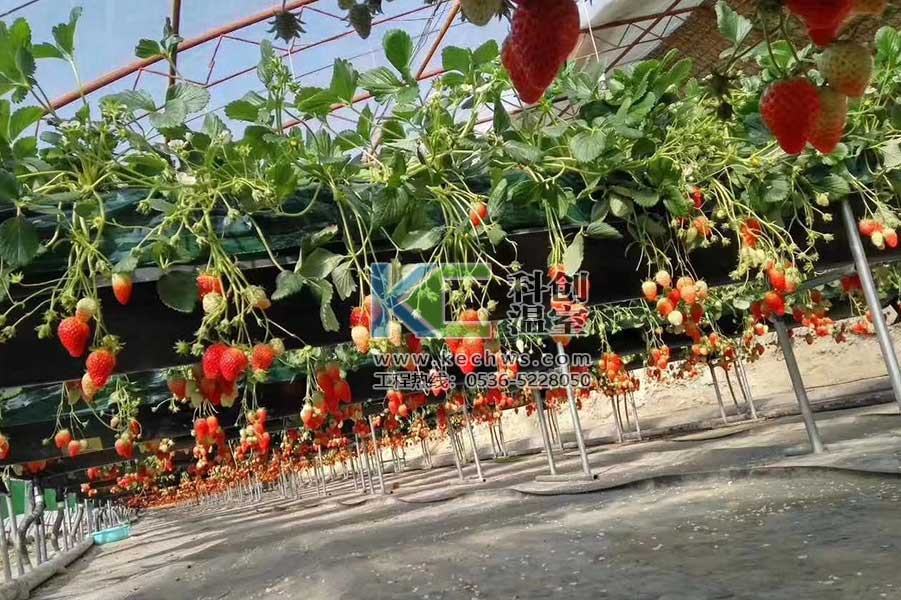 无土栽培，无土栽培技术，无土栽培设备
