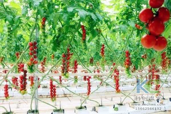 无土栽培，无土栽培技术，无土栽培设备