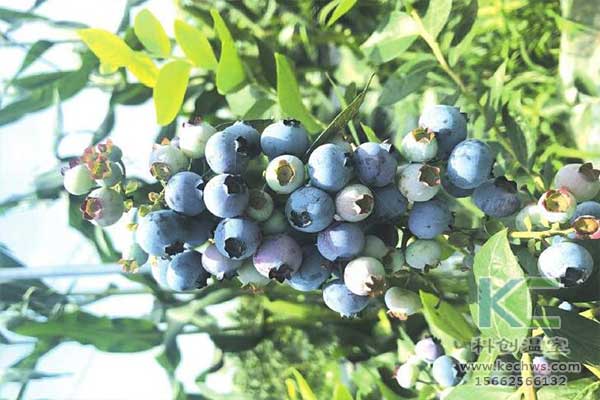 无土栽培，无土栽培技术，无土栽培设备