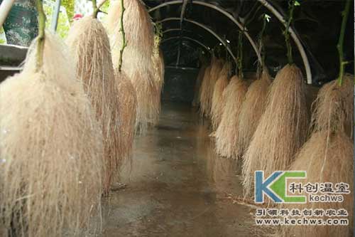 无土栽培,无土栽培技术,气雾培