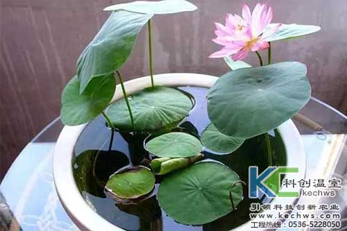 无土栽培，无土栽培技术，无土栽培设备