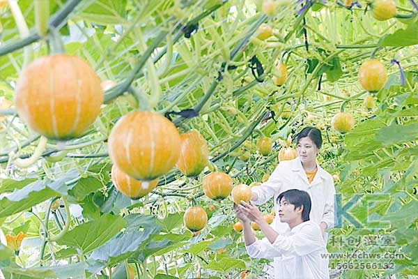 无土栽培，无土栽培技术，无土栽培设备
