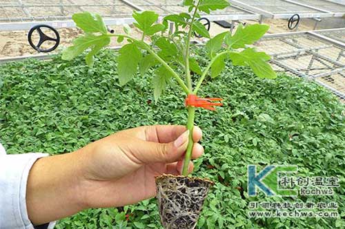 无土栽培,无土栽培番茄,无土栽培管理