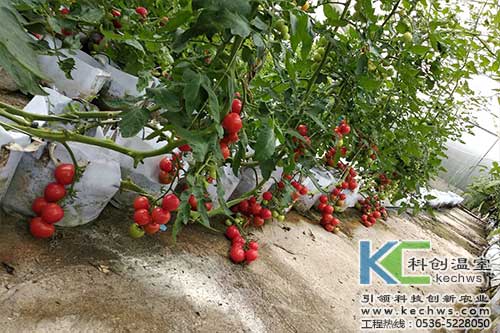无土栽培，无土栽培技术