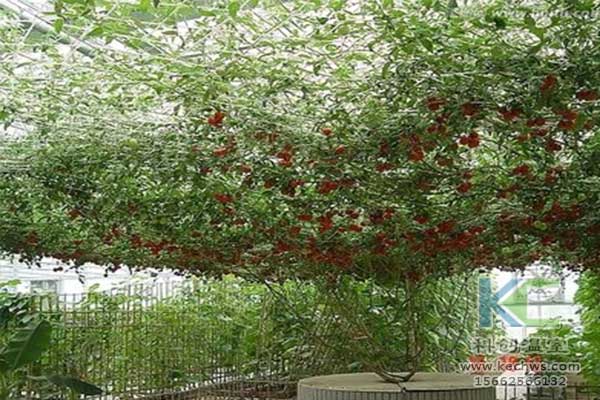 无土栽培，无土栽培技术，无土栽培设备