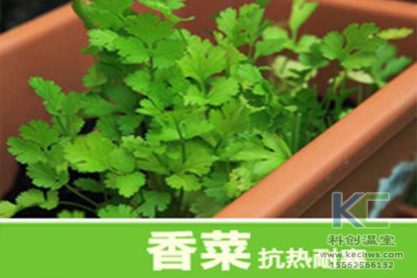 无土栽培，无土栽培技术，无土栽培设备