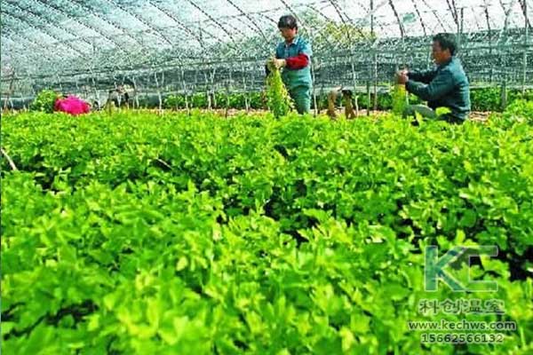 无土栽培，无土栽培技术，无土栽培设备