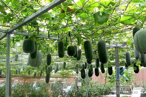 蔬菜大棚无土栽培，无土栽培技术，温室大棚，大棚