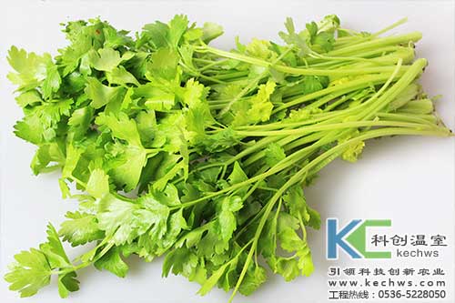 无土栽培，无土栽培技术，无土栽培设备