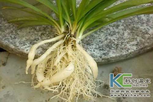花卉,无土栽培,无土栽培技术