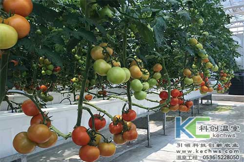 有机质无土栽培,无土栽培,无土栽培技术